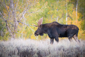 Alces alces shirasi, Moose, Elk is standing in dry grass, in typical autumn environment, majestic animal proudly wearing his antlers, ready to fight for an ovulating hind,Yellowstone,USA
