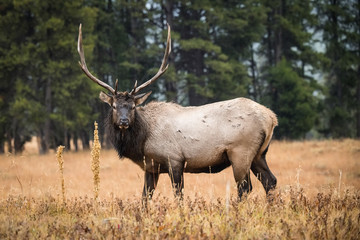 Naklejka na ściany i meble Cervus canadensis, Elk, Wapiti is standing in grass, in typical autumn environment, majestic animal proudly wearing his antlers, ready to fight for an ovulating hind,Yellowstone,USA