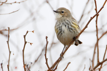 Yellow-rumped warbler (Setophaga coronata) on branch at Jones Beach State park, New York