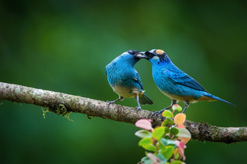 Tangara ruficervix, Golden-naped tanager The two birds are perched on the branch in nice wildlife natural environment of Ecuador and preparing to mate..