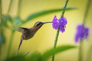 Little hermit, Phaethornis longuemareus The Hummingbird is hovering and drinking the nectar from the beautiful flower in the rain forest. Nice colorful background...