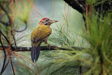 Laced Woodpecker - Picus vittatus species of bird in the family Picidae, throughout Southeast Asia in Cambodia, China, Indonesia, Laos, Malaysia, Myanmar, Singapore, Thailand and Vietnam
