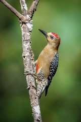Melanerpes rubricapillus rubricapillus, Red-crowned woodpecker The bird is perched on the branch in nice wildlife natural environment of Trinidad and Tobago..