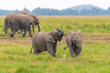 Naklejka na ściany i meble Two young elephants playing together in Africa, cute animals in the Amboseli park in Kenya