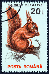 Eurasian red squirrel, Sciurus vulgaris (Romania 1993)