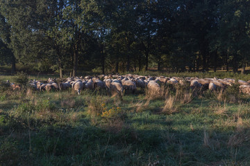 A herd of sheep in the national park Brunssummerheide (translation Brunsummer meadows) grazing and looking for food