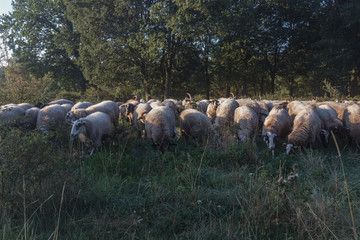 A herd of sheep in the national park Brunssummerheide (translation Brunsummer meadows) grazing and looking for food