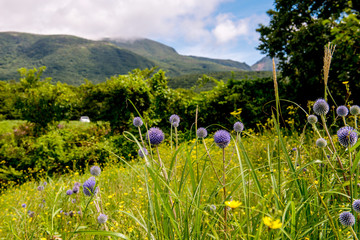 Obraz premium 瀬の本高原のヒゴタイ