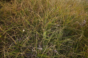 grass in the wind