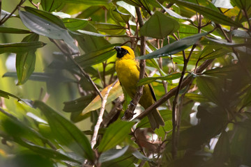 Yellow green Grosbeak photographed in Conceicao da Barra, Espirito Santo. Southeast of Brazil. Atlantic Forest Biome. Picture made in 2013.