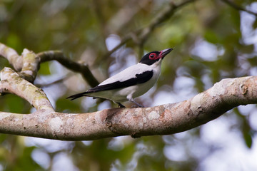 Black tailed Tityra photographed in Conceicao da Barra, Espirito Santo. Southeast of Brazil. Atlantic Forest Biome. Picture made in 2013.