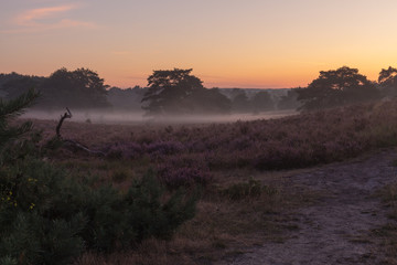 Brunsummerheide a national park in South Limburg in the Netherlands with morning fog over the field in bloom and amazing colours in the sky