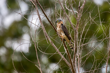 Hook billed Kite photographed in Conceicao da Barra, Espirito Santo. Southeast of Brazil. Atlantic Forest Biome. Picture made in 2013.