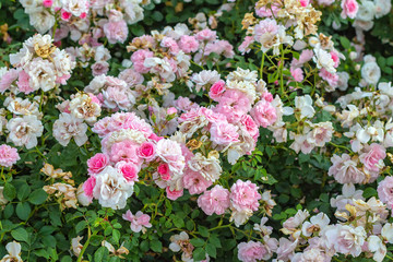 Blooming tea roses in the city Park