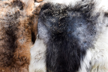 Sheep skins. Close-up. Texture, background.