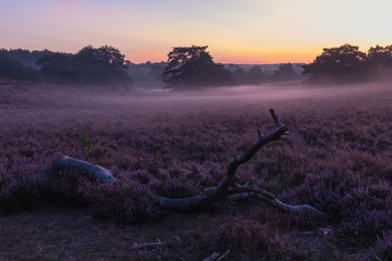 Brunsummerheide a national park in South Limburg in the Netherlands with morning fog over the field in bloom and amazing colours in the sky