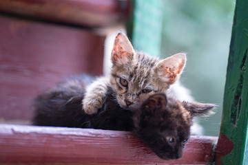 Two homeless small kittens on stairs in cold rainy weather abandoned animals © DiMar