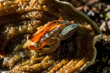 Elegant forest treefrog photographed in Conceicao da Barra, Espirito Santo. Southeast of Brazil. Atlantic Forest Biome. Picture made in 2013.