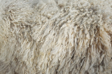 Sheep skins. Close-up. Texture, background.