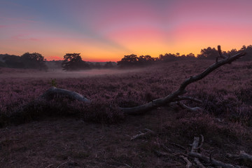 Brunsummerheide a national park in South Limburg in the Netherlands with morning fog over the field in bloom and amazing colours in the sky