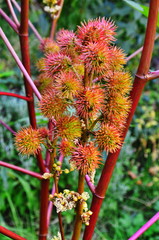 flowers in the garden