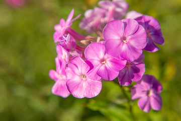 pink flowers in the garden