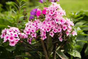 Obraz premium flowers in the garden