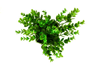 Green Plant Isolated Top View From Abobe Mock Up On White Background