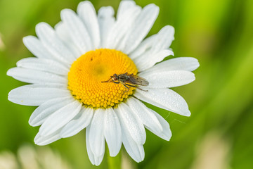 Fototapeta premium Close up of hoverfly, Syrphidae, in focus on yellow flower heart of wild daisy, Leucanthemum vulgare, with sharp eyes and hair