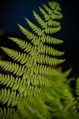 Fern Leaf Close Up Photo Background