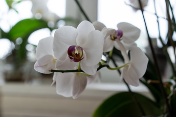 Fototapeta na wymiar White orchid growing in a pot