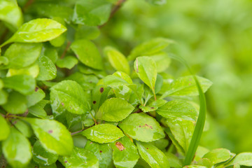green leaves background