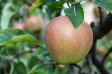 Closeup Apple Branch With Fruit