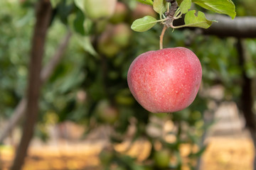 Obraz premium Closeup Apple Branch With Fruit