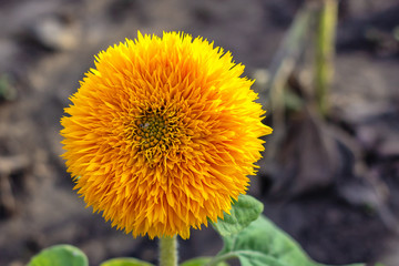 Heliantus decorative sunflower