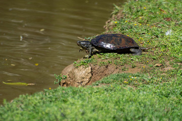 Obraz premium Tartaruga