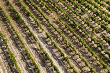 Beautiful valley in Tuscany, Italy. Vineyards and landscape