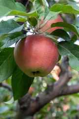 Closeup Apple Branch With Fruit