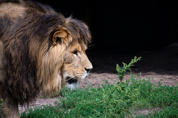 Asiatic lion (Panthera leo persica). A critically endangered species.