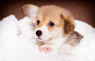 puppy lies in a fluffy blanket with a blanket, welsh corgi breed