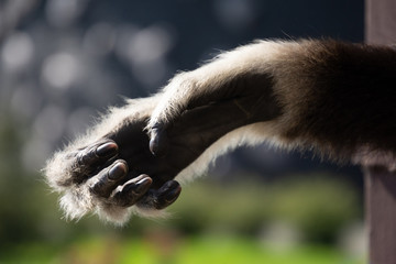 Hand of The lar gibbon  also known as the white-handed gibbon