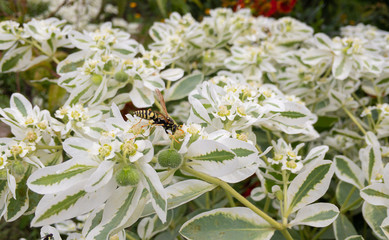 pollination process of a bee on a white flowers