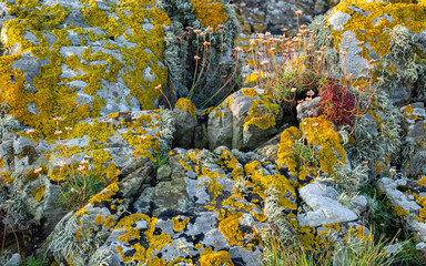 rock pool garden