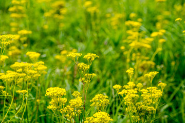 瀬の本高原のオミナエシ