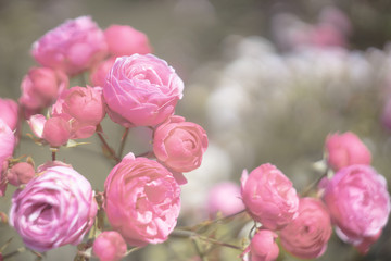 Floral spring, natural landscape with flowers of bush garden roses and beautiful bokeh circles. Delicate image, soft focus, author's processing.