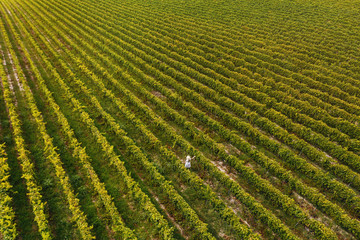 Aerial view of beautiful girl in hat stands on large vineyard plantation.