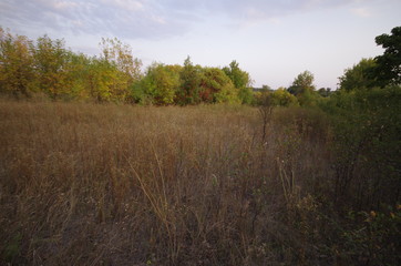 forest in the morning