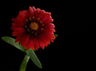 Beautiful Red Flower