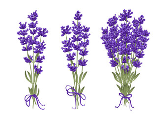 Bouquet of lavender flowers. Vector illustration EPS 10