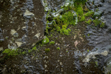 Close up of moss with frozen water